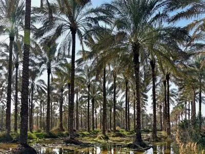 تهدید آفت زنجرک خرما در کمین نخلستان‌های استان بوشهر
