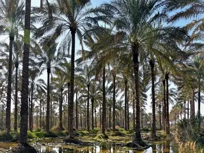 تهدید آفت زنجرک خرما در کمین نخلستان‌های استان بوشهر