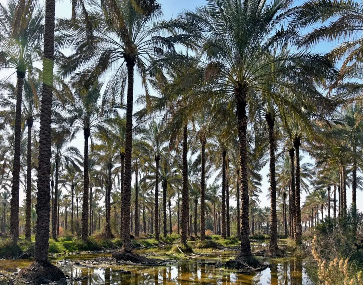 تهدید آفت زنجرک خرما در کمین نخلستان‌های استان بوشهر