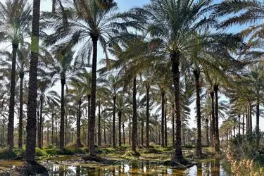 تهدید آفت زنجرک خرما در کمین نخلستان‌های استان بوشهر