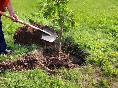 هدف‌گذاری کاشت ۸ میلیون اصله نهال در استان تهران در ۴ سال 