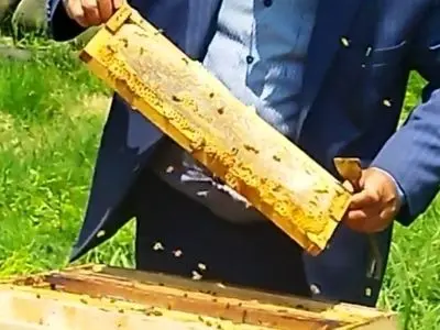 آغاز برداشت عسل از کلنی‌های شهرستان صومعه سرا