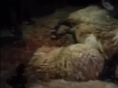 برخورد خودرو با گله گوسفندان + فیلم