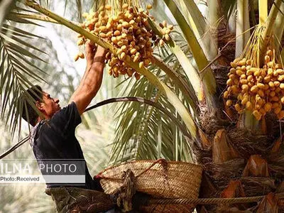 کاهش ۱۰ تا ۱۵ درصدی تولید خرمای مضافتی در کشور/ تلف نخل از بی‌آبی نداشتیم