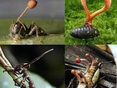 قارچ زامبی در کمین موجودات + فیلم