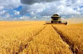 خسارت خشکسالی به ۱۰۰ هزار هکتار از مزارع گندم استان گلستان  