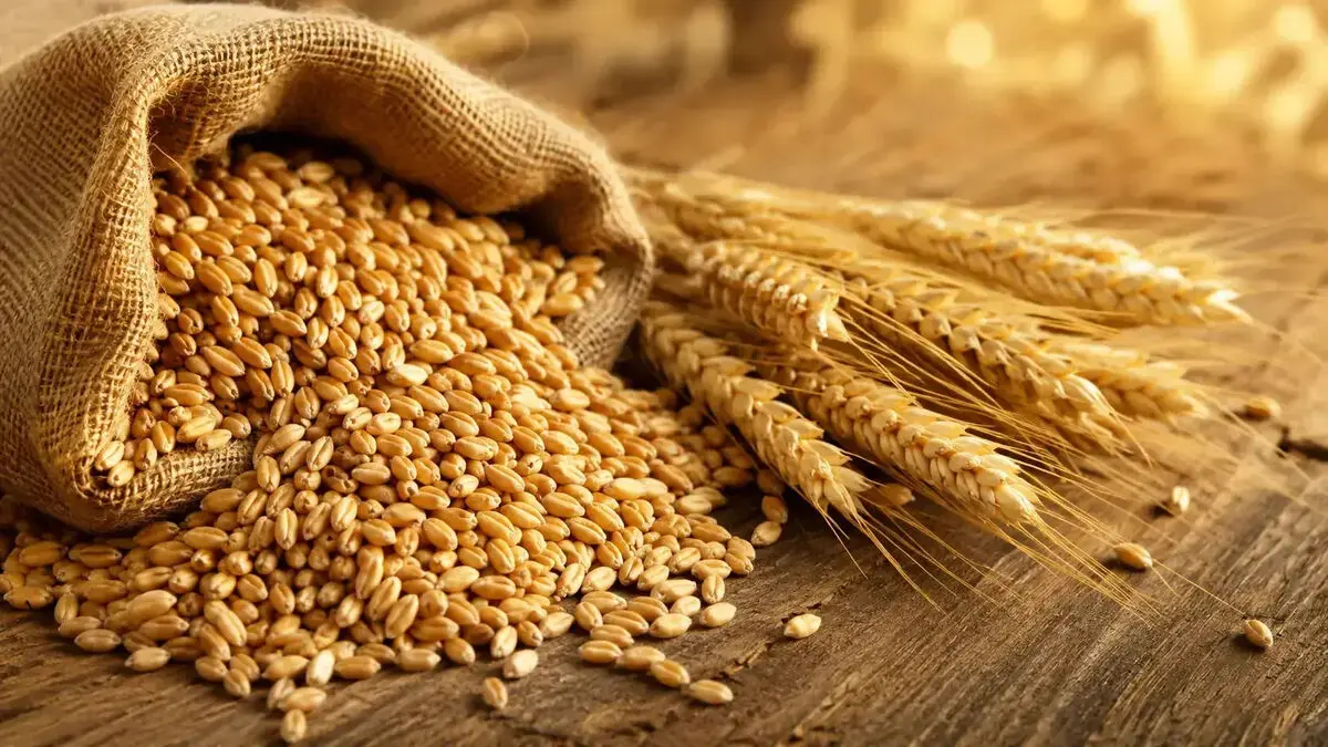 ثبت سفارش گندم تا پایان سال ادامه دارد