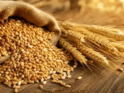 ثبت سفارش گندم تا پایان سال ادامه دارد