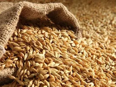 خرید ۵۰ هزار تن جو از کشاورزان استان قزوین پیش بینی شد