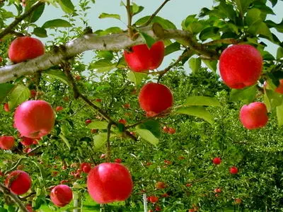 پیش بینی تولید22 میلیون تن محصول باغی تا پایان سال