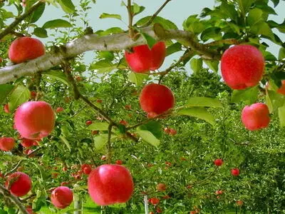 پیش بینی تولید22 میلیون تن محصول باغی تا پایان سال
