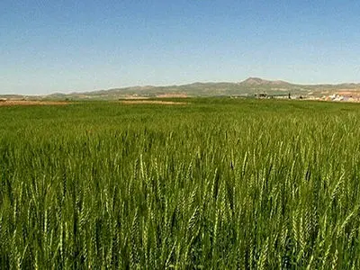 مبارزه با علف‌های هرز باریک‌برگ و پهن برگ در سطح ۶ هزار و ۹۰ هکتار از اراضی لرستان