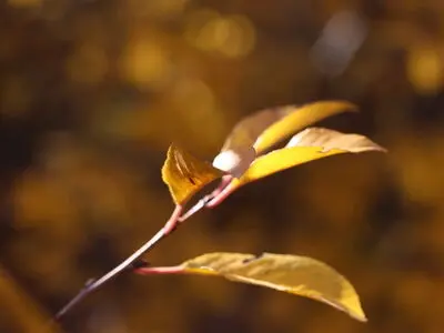 جدال برای زندگی/ ویدئو
