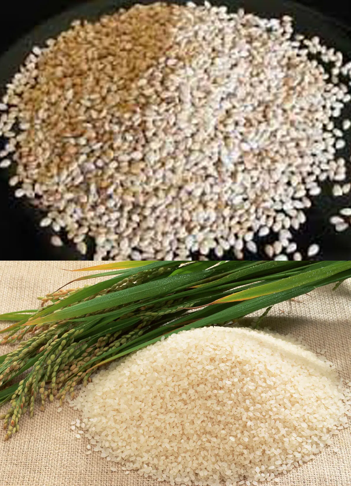 کشت کنجد و برنج برای نخستین بار در اراضی طرح رهبری در آبادان 