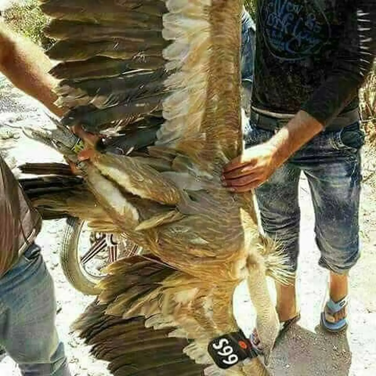 کرکس جاسوس بازداشت شد/عکس‌ها
