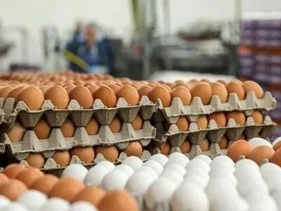 حذف ارز دولتی باعث دو برابر شدن قیمت تخم مرغ می‌شود/ نرخ گذاری ها باید منطقی شود