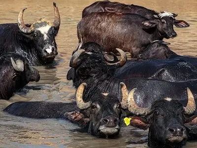 آغاز عملیات ساخت استخر‌های شنای گاومیش در خوزستان 