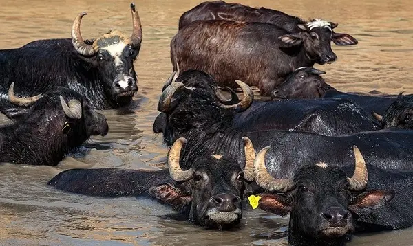 مهلت بیمه محصولات زراعی تا پایان مرداد/راه اندازی بیمه تمام خطر گاومیش برای نخستین بار در خوزستان