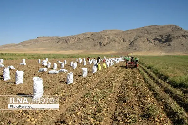 تولید ۸۷۰ هزار تن سیب‌زمینی در استان همدان 