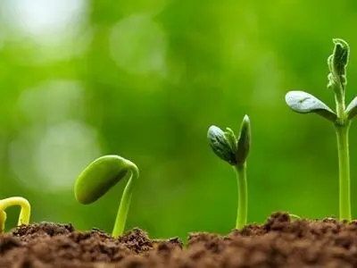 خرید بذر با کیفیت تضمین رویش محصول مرغوب