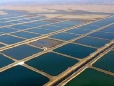 منطقه آزاد قشم قطب تولید آبزیان خواهدشد