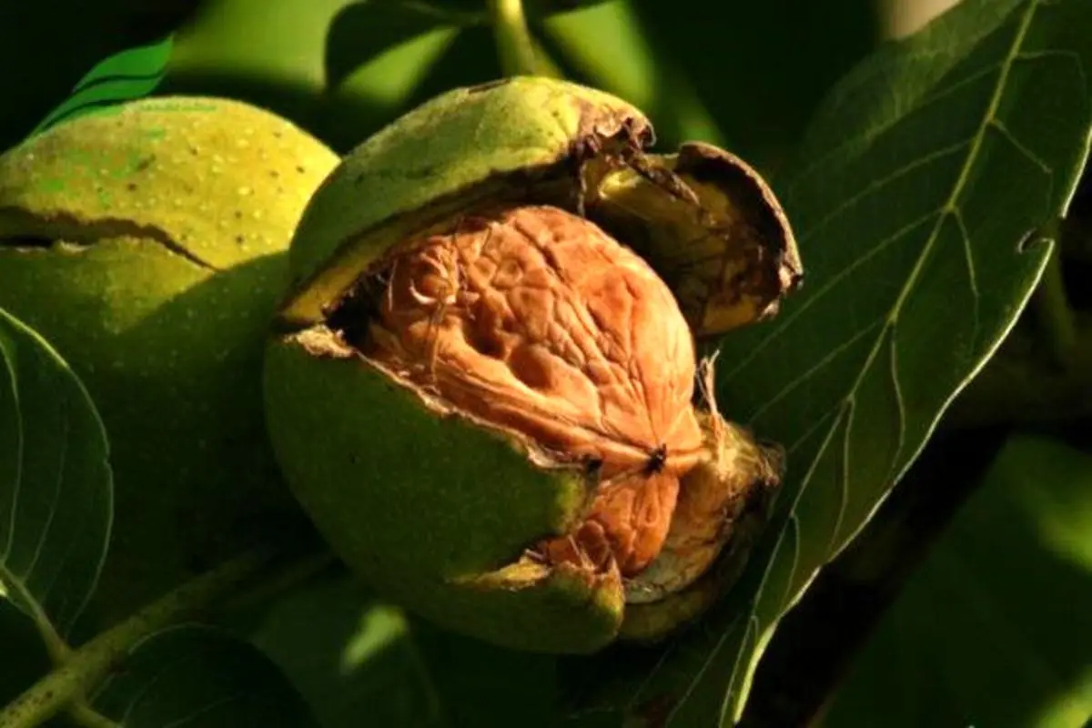 کاهش ۳۰ درصدی تولید گردو در خراسان رضوی به علت سرمازدگی و خشکسالی 