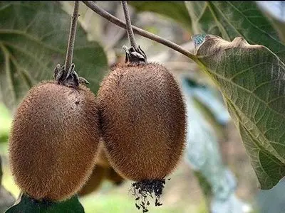 لزوم مبارزه با آفت سپردار سفید کیوی در باغات گیلان