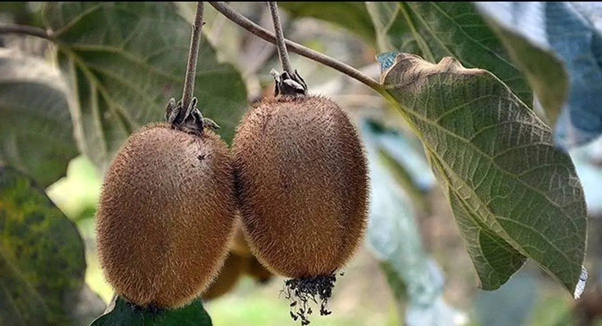 لزوم مبارزه با آفت سپردار سفید کیوی در باغات گیلان