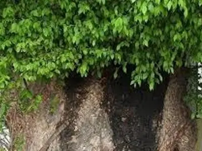 ابلاغ مراتب ثبت ۳ میراث طبیعی به استاندار آذربایجان شرقی