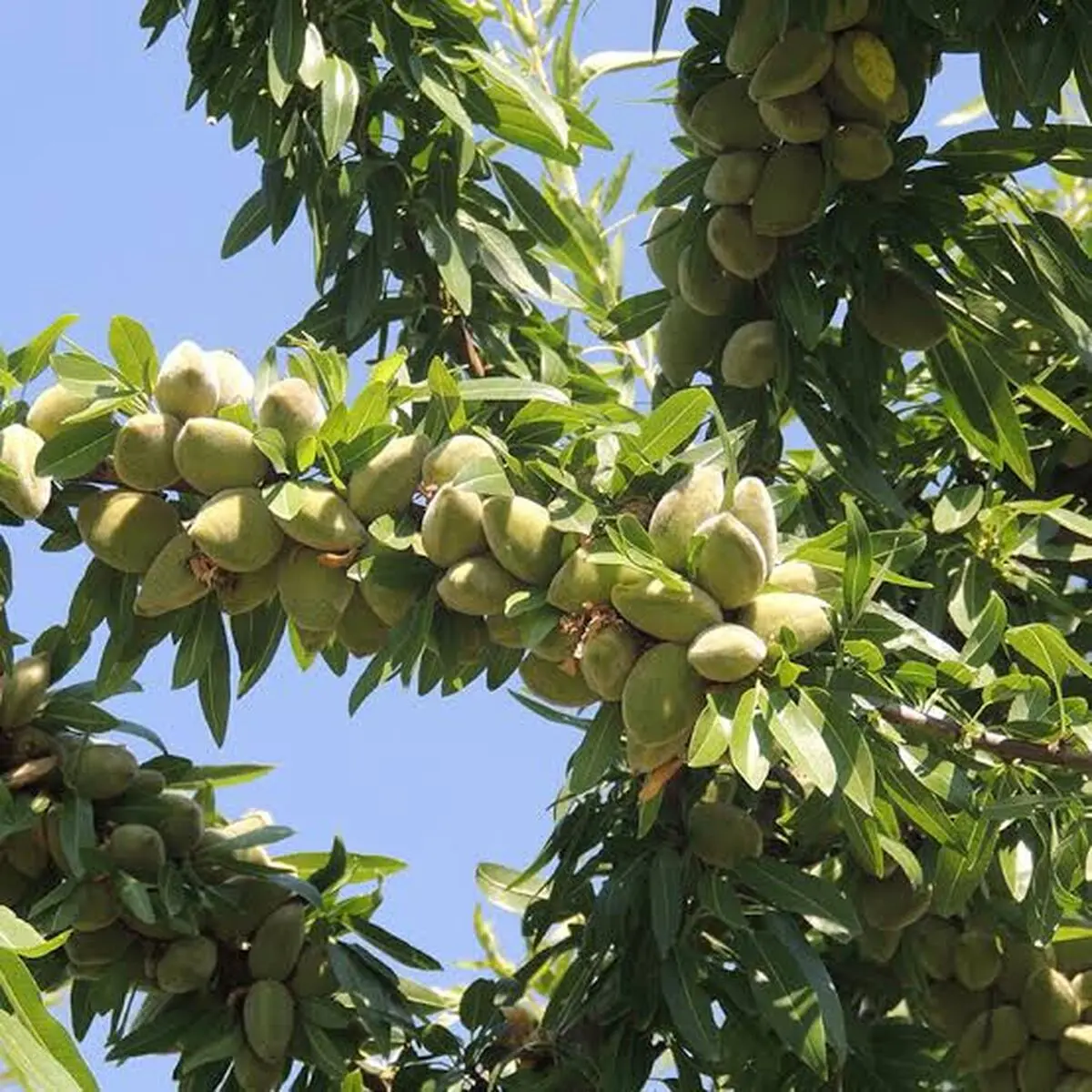 بادام؛ طلای سبز چهارمحال و بختیاری بر بلندای قهرمانی کشور