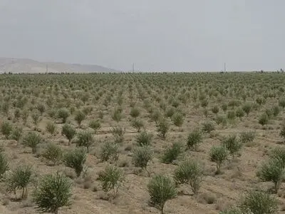 انجام ۸۲۱ هکتار جنگل‌کاری در استان تهران در سال ۱۴۰۲