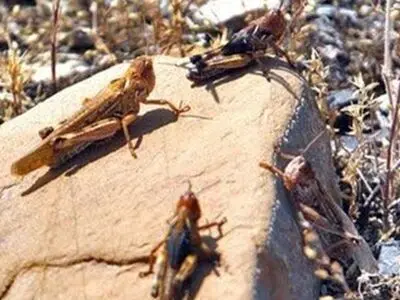 هجوم ملخ‌ها  به منطقه طبیعی گردشگری اورامانات