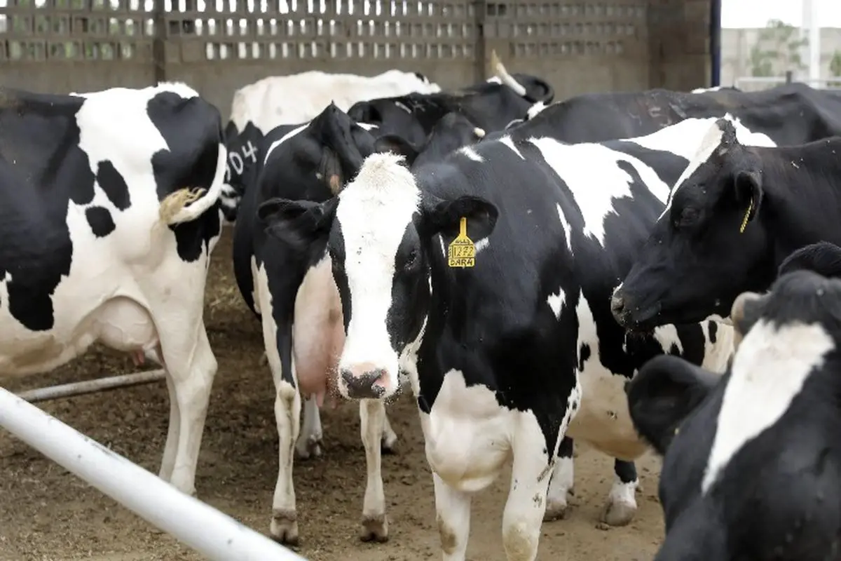 تب برفکی در دام ؛ راهکارهای پیشگیری، درمان و تقویت سیستم ایمنی