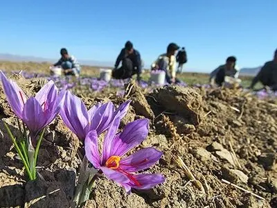 آغاز برداشت زعفران از 110 هکتار سطح زیرکشت این محصول در خمین