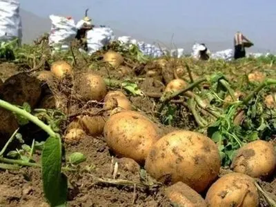پیش بینی برداشت ۱۶۰ هزار تن سیب زمینی در گلستان