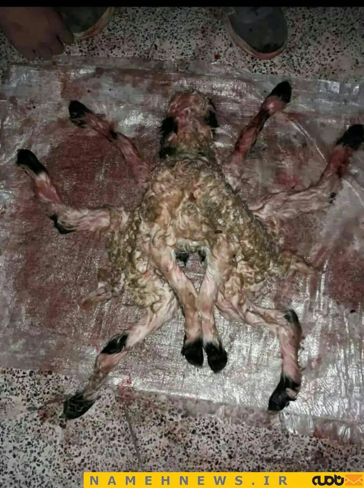 تولد گوسفندی عجیب الخلقه در بوانات+عکس