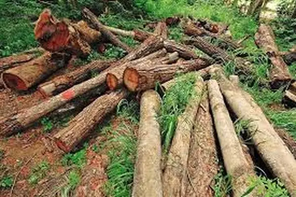 قطع ۷۰ اصله درخت و مسدود کردن چند جاده جنگلی در بهشهر وگلوگاه