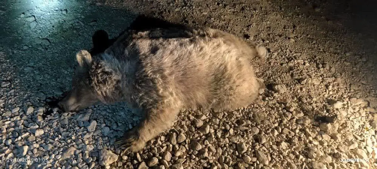 یک خرس قهوه‌ای در سرچهان قربانی جاده‌های ناامن و خشکسالی شد