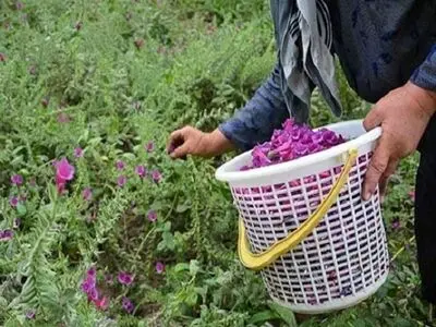 گل و گیاه در اقتصاد داخلی و خارجی نقش بسزایی دارد 