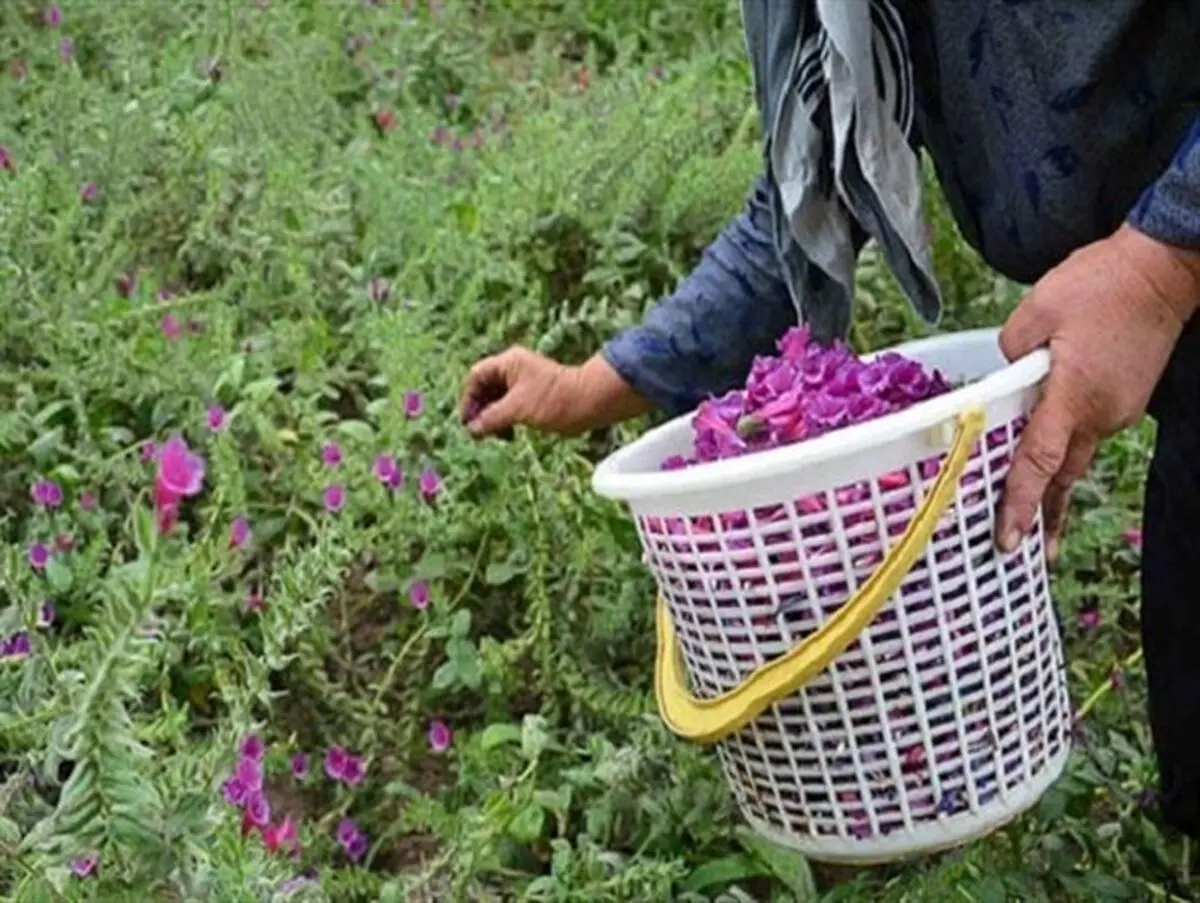 گل و گیاه در اقتصاد داخلی و خارجی نقش بسزایی دارد 