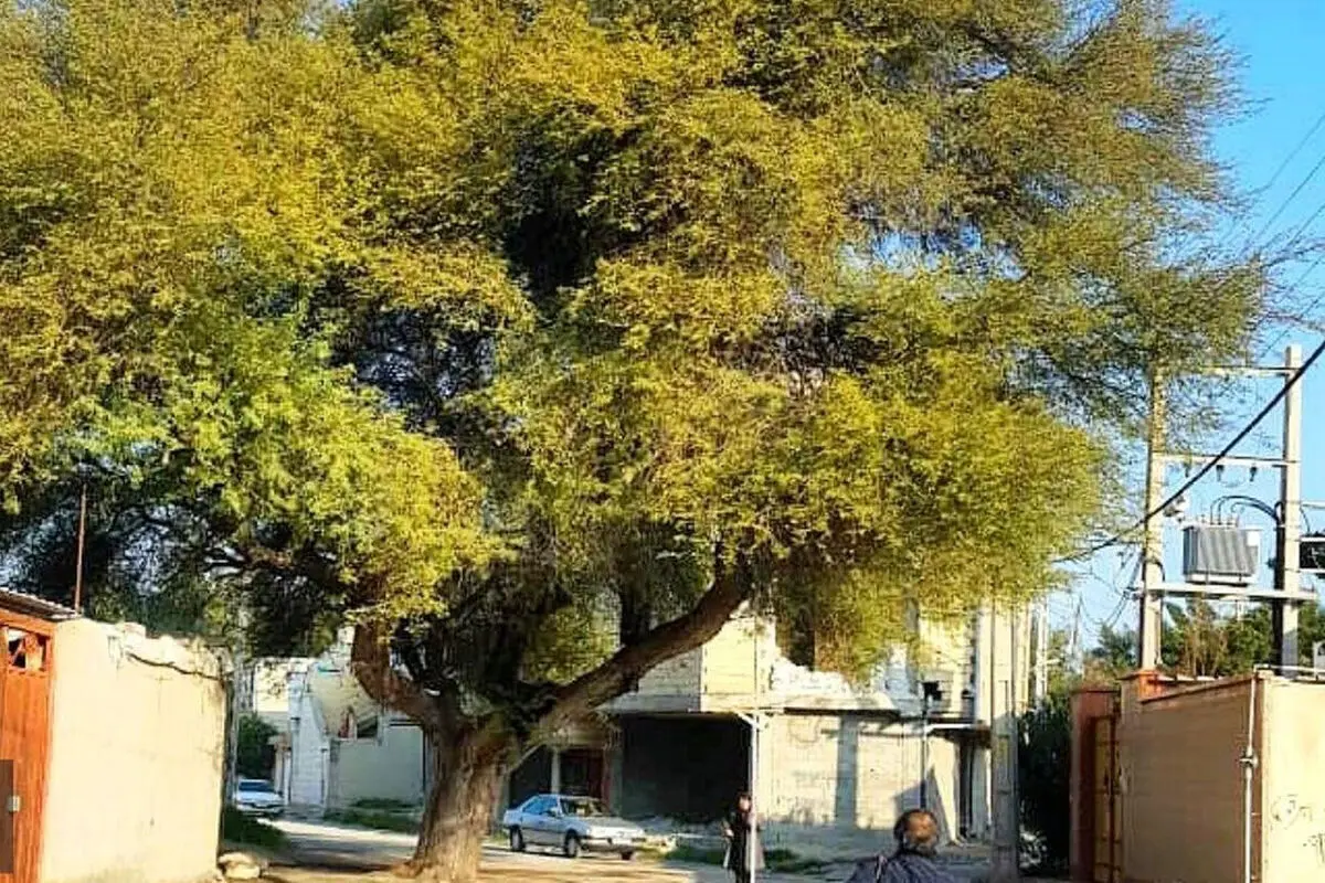 ثبت 5 درخت کهنسال بوشهر در فهرست میراث ملی طبیعی