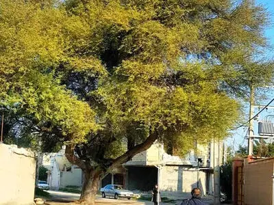 ثبت 5 درخت کهنسال بوشهر در فهرست میراث ملی طبیعی