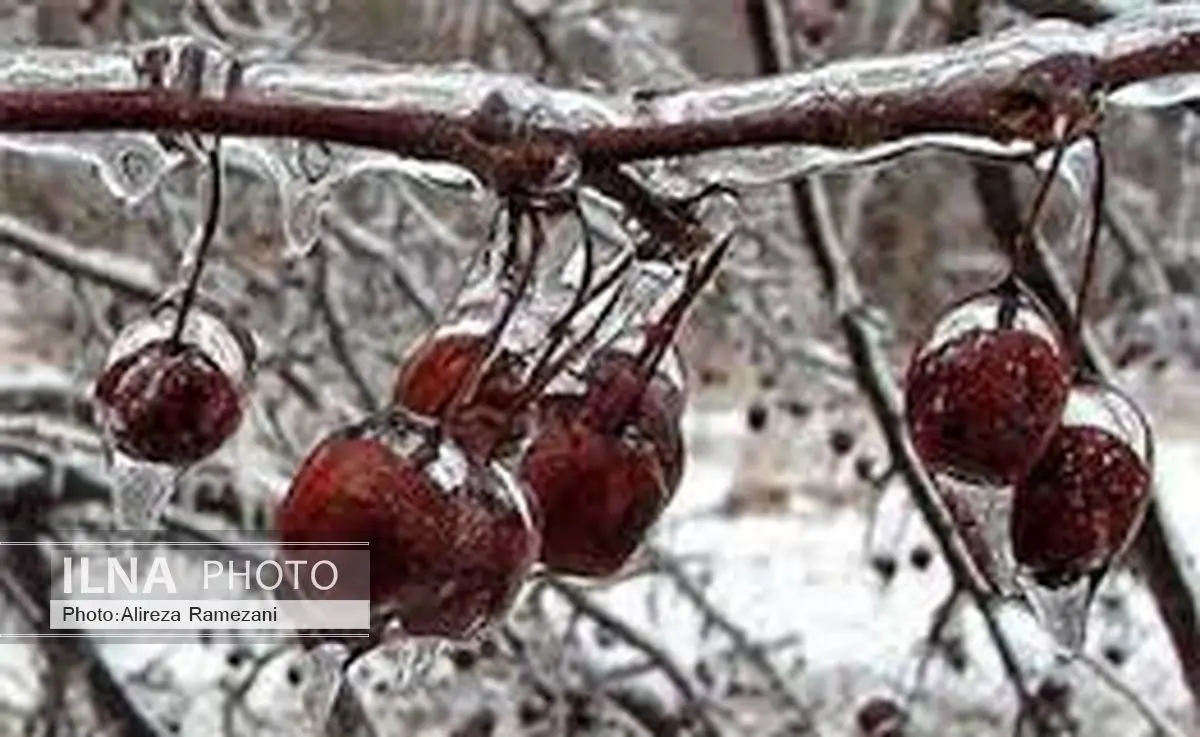 60 میلیارد ریال خسارت سرمازدگی به محصولات باغی نطنز