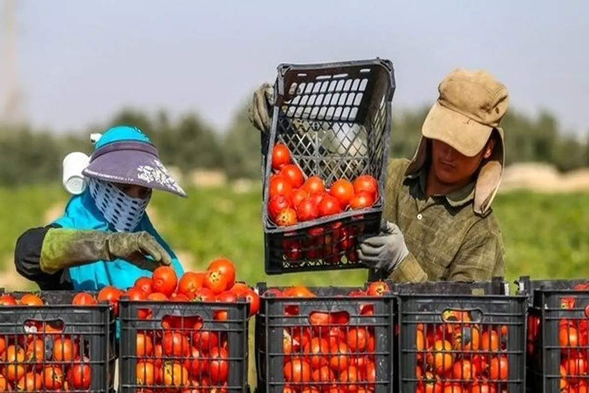 افزایش ۳۵ درصدی صادرات محصولات کشاورزی از ایران