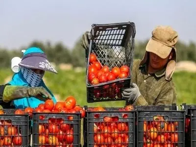 افزایش ۳۵ درصدی صادرات محصولات کشاورزی از ایران