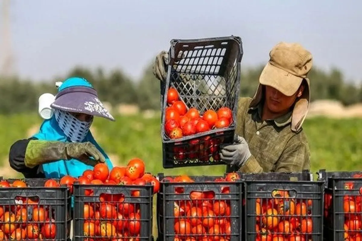 افزایش ۳۵ درصدی صادرات محصولات کشاورزی از ایران