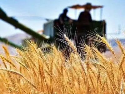 خسارت‌های شدید به مزارع دیم بر اثر خشکسالی