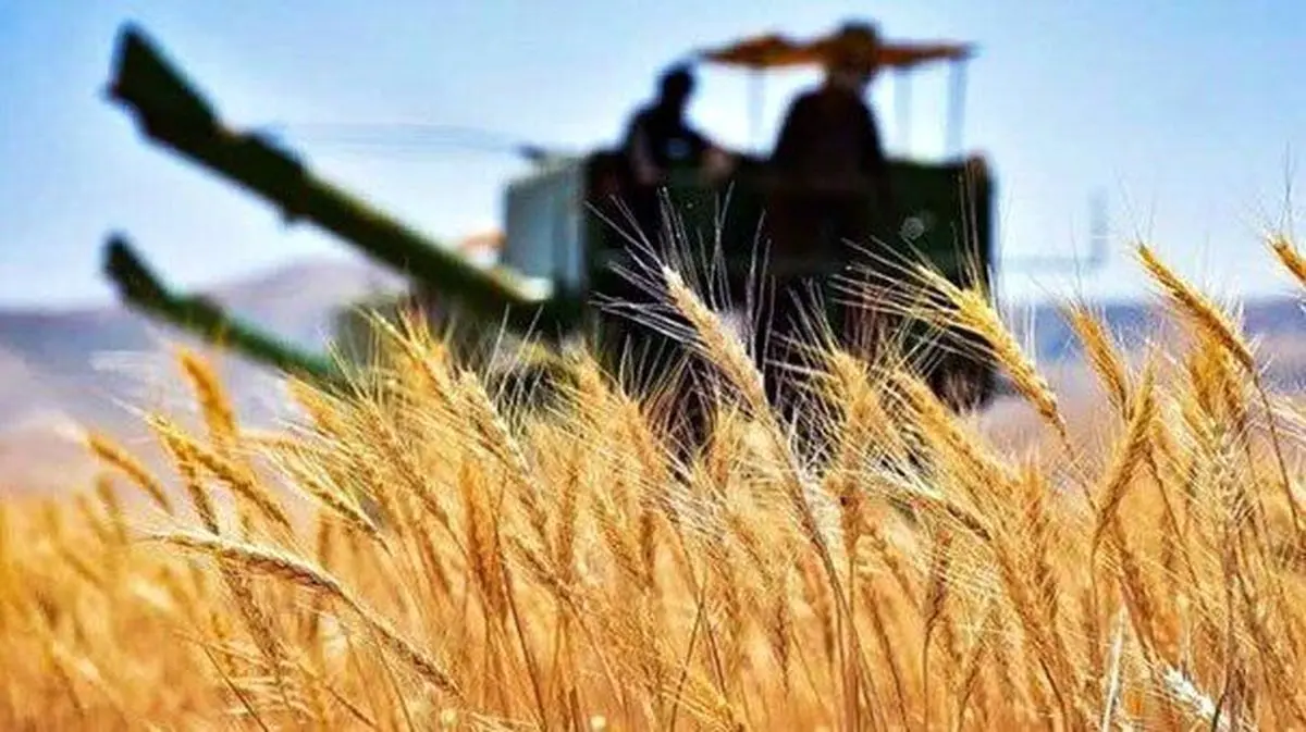 خسارت‌های شدید به مزارع دیم بر اثر خشکسالی