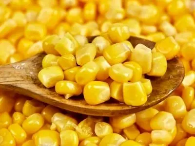 آغاز ثبت‌ سفارش ذرت دامی و جو 