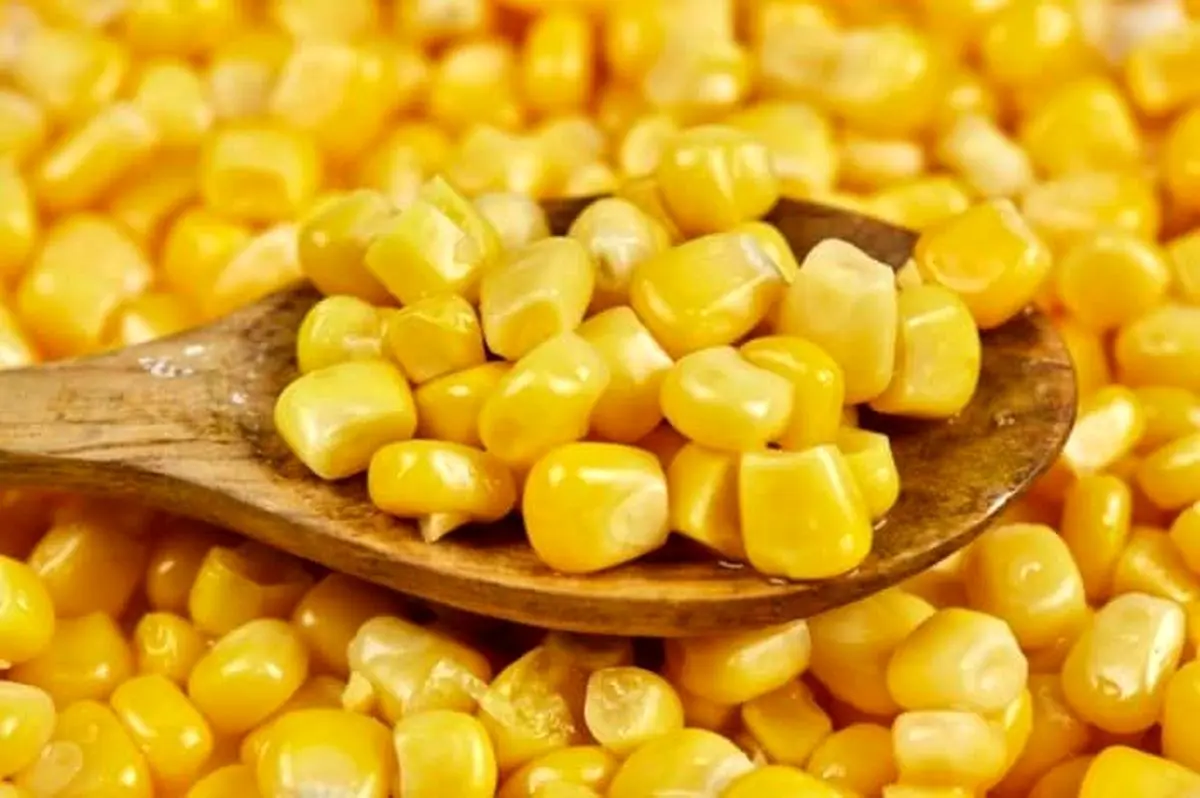 آغاز ثبت‌ سفارش ذرت دامی و جو 